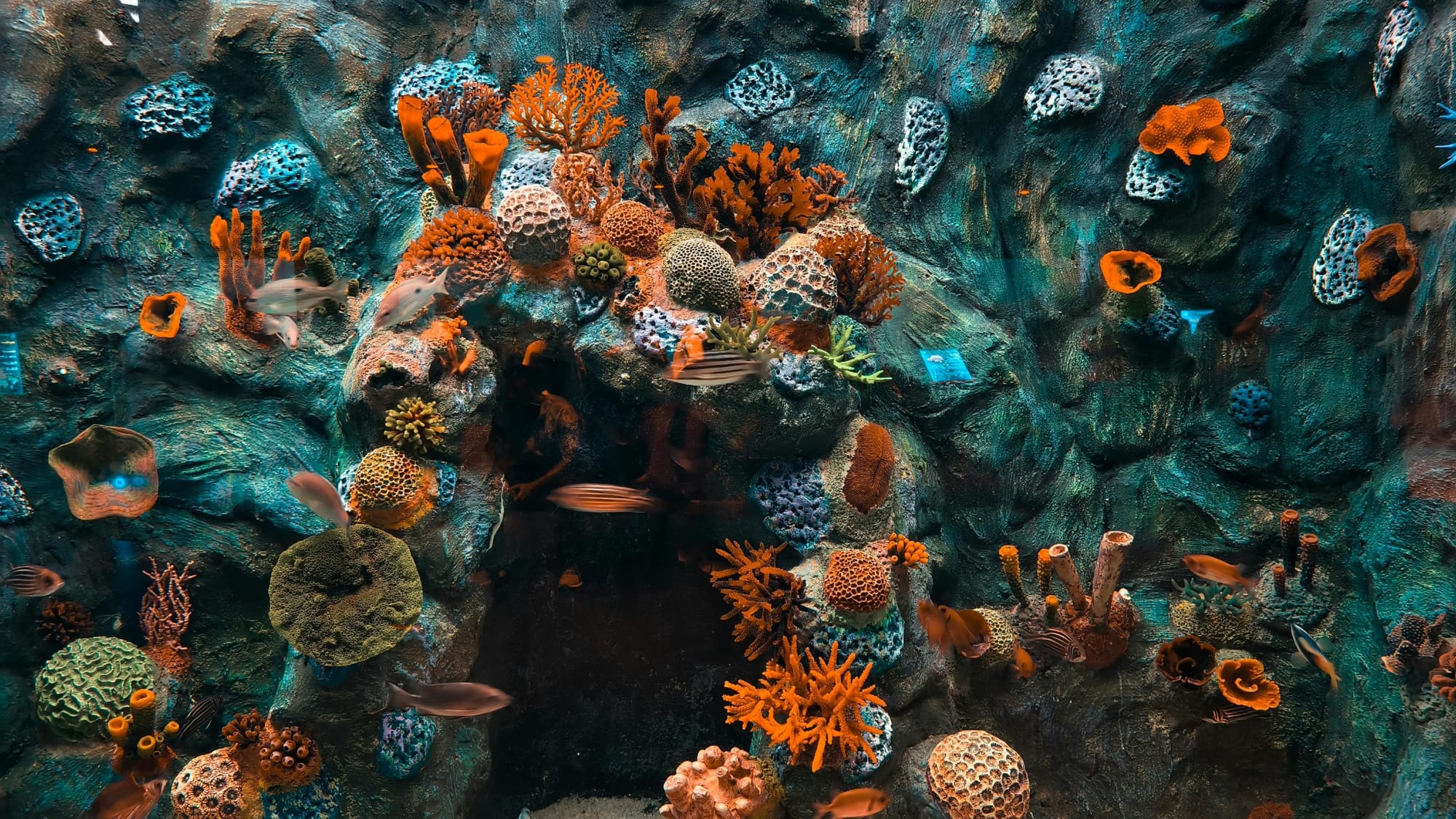 Colorful Coral Reef with Diverse Marine Life - Photo by Sabhyata Sahu