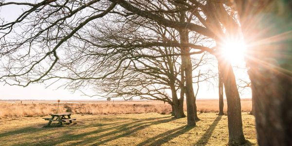 Leafless trees and wooden table on meadow in countryside