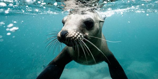 Cute seal on crystal clear water.