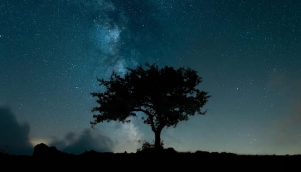 Silhouette of Tree Under Starry Sky - Photo by Fatih Doğrul