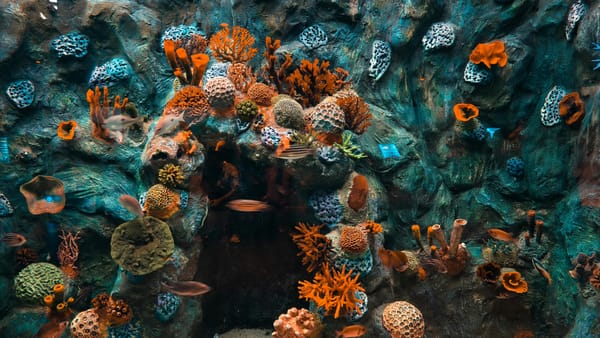 Colorful Coral Reef with Diverse Marine Life - Photo by Sabhyata Sahu
